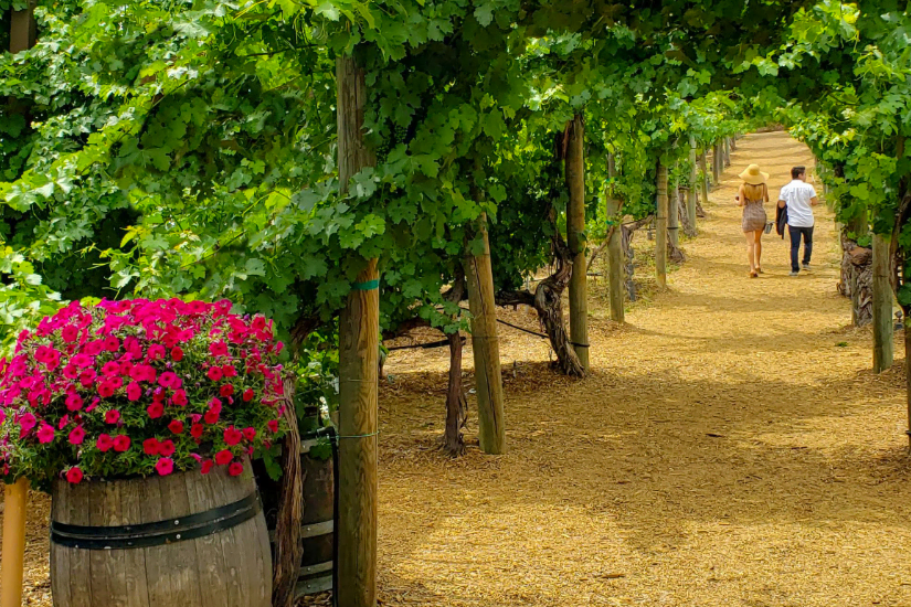 Two people walk under a leafy vineyard trellis, with a barrel of bright pink flowers on the left side of the path.
